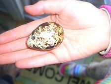 50 Jumbo Coturnix Japanese Quails Eggs For Hatching. One-day Shipping