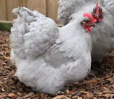 6 Farm Fresh Hatching Eggs Fancy Breeds Brahma Orpington Free Shipping Eb