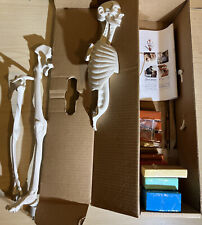 Zahourek System Zoologic Anatomy In Clay Maniken Student Half Skeleton Model