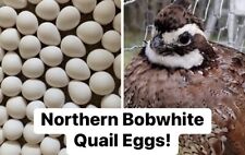 10 Premiumnorthern Bobwhite Quail Fertile Hatching Eggs Conservation