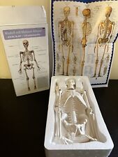 Skeleton Anatomy Model 16.5 Inch With Stand Original Box And Anatomy Chart