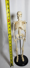 Skeleton Anatomy 18 In. Tall With Stand Brass Screws World Of Science Spring Jaw