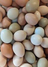 10 Fresh Fertile Chicken Hatching Eggs - Barnyard Mix- Rare Mix Possible