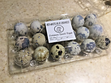 24 Quail Coturnix Fertile Hatching Eggs Jumbo With A Bag Of Starter Food.