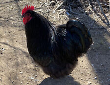 10 Black Chocolate English Orpington Hatching Eggs -large- Full- Supper Fluffy.