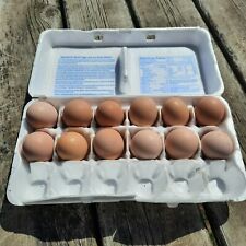 Buff Orpington Hatching Chicken Eggs 12 Count Organic Free Range