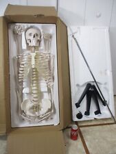Zeny Life Size 70 Human Skeleton Anatomy Model Medical Anatomical Rolling Stand