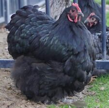 6 Dark Chocolate English Orpington Hatching Eggs -large - Full - Supper Fluffy