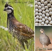 50 Premiumnorthern Bobwhite Quail Fertile Hatching Eggs Conservation