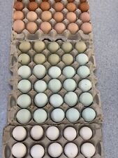 Fertile Hatching Eggs Olive Easter Egger Bantam Australorp Welsummer More