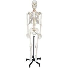 Life Size Human Skeleton Model Medical Anatomical Skeleton Anatomy Teach Us