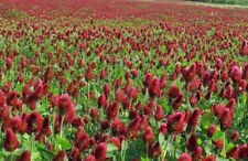 Crimson Clover Legume Adds Nitrogen Pollinator Mixes Non-gmo 3 Grams 1000 Seeds
