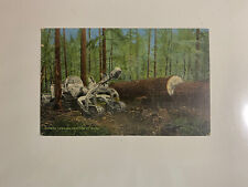 Vintage Postcard Modern Logging Cat With Winch 1944
