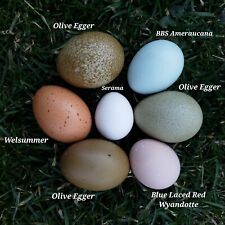 6 Welsummer Bbs Ameraucana Olive Egger Fertile Hatching Eggs