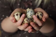 50 Coturnix Quail - Hatching Eggs