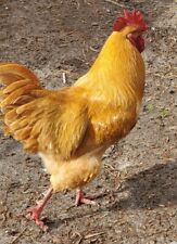 12 - Buff Orpingtons Hatching Chicken Eggs Organic Free Range