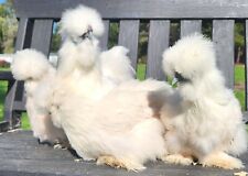 Npip 12 Gorgeous Fertile Silkie Hatching Chicken Eggs - Peony Puff Silkies
