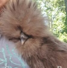 6 Quality Silkie Chicken Fertile Hatching Eggs All Colors Possible Chocolate