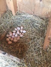 Free Range Guinea Fowl Eggs For Hatching Half Dozen Gray Pearl Non Gmo Feed