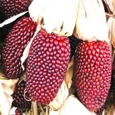 Strawberry Popcorn Corn Seeds Non-gmo Free Shipping Seed Store 1113