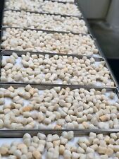 Bulk Freeze Dried Atlantic Scallops Camping Hiking Seafood Survival Storage Food