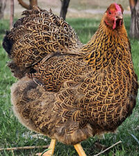 10 Rare Breed Chicken Hatching Eggs Orpington Wyandotte Sweddish Flower